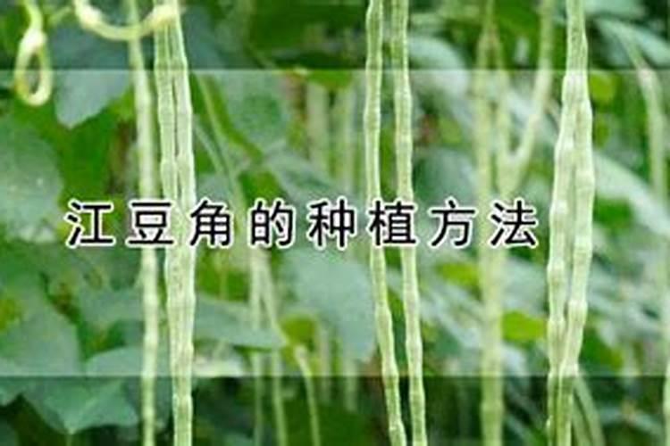江豆角的种植方法？
