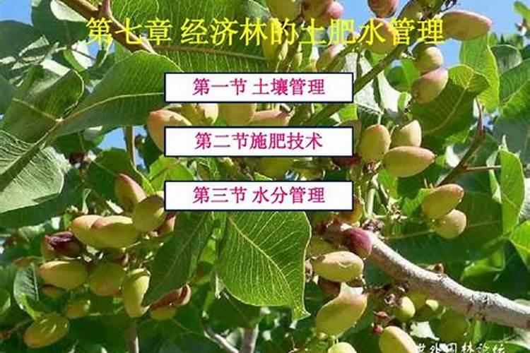 天竺葵的养护秘籍：土肥水管理技术全解析