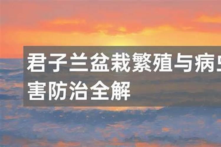君子兰之美：盆栽繁殖与病虫害防治的秘籍