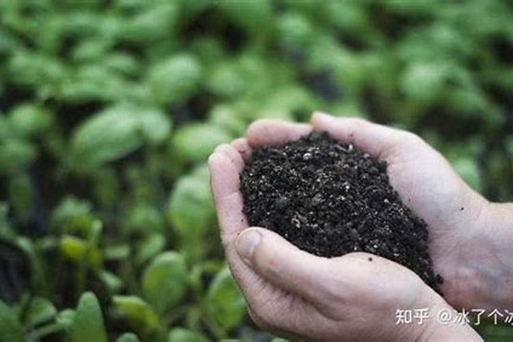 叶面施肥料的科学掌握与应用