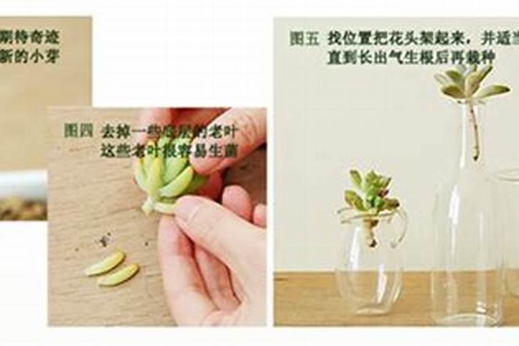多肉植物徒长解决之道“砍头”？