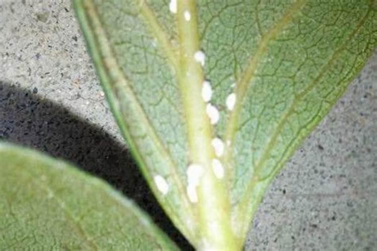 核桃树生虫用什么药防治？