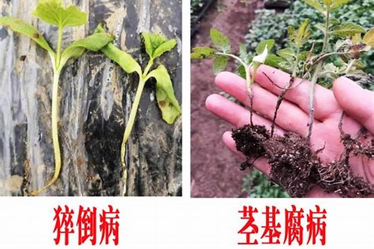 设施内蔬菜死棵是什么原因引起的呢？