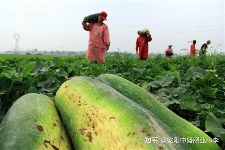 掌握冬瓜施肥的黄金法则：迈向高产丰收的关键步骤