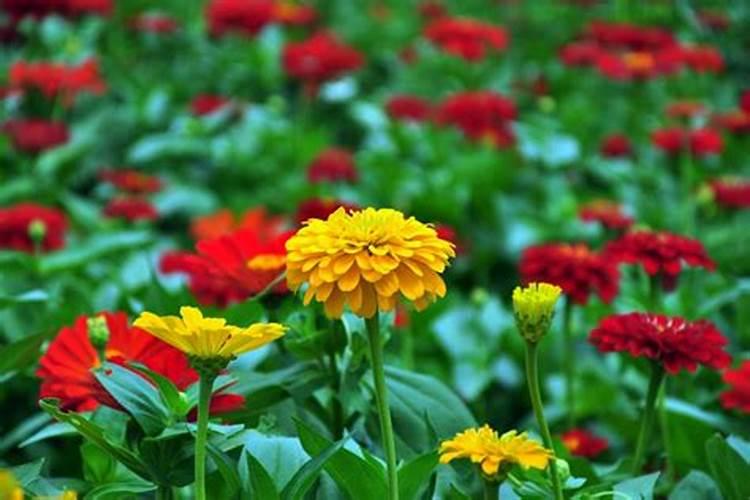 百日菊的绽放秘籍：种植指南与养护智慧