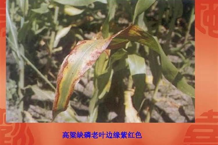 怎样辨别出植物缺磷？