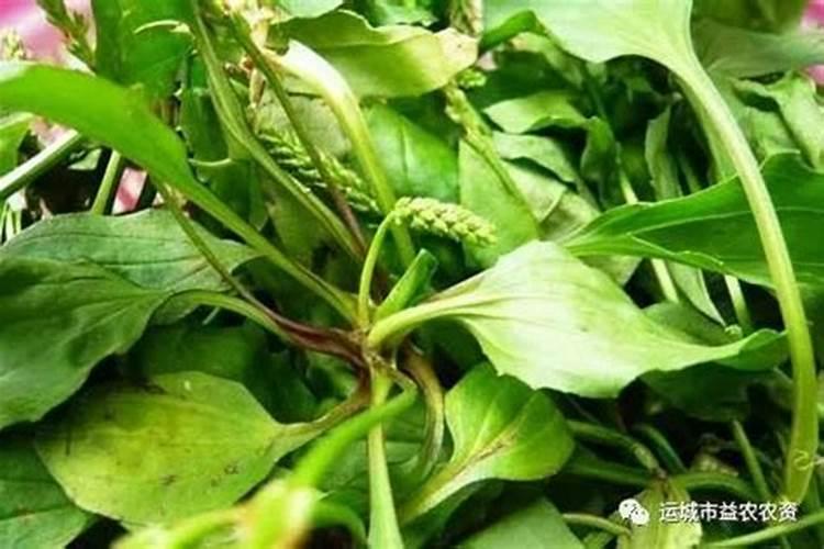 绿色守护：自制植物性农药的环保之路