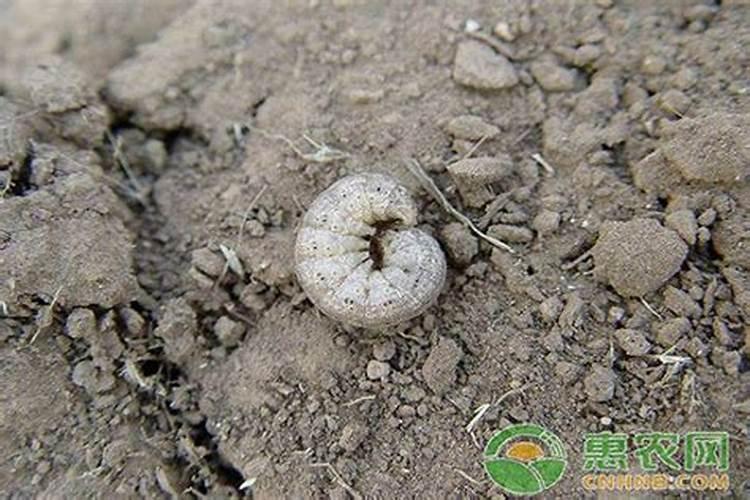 地老虎的防治策略——保护我们的绿色家园
