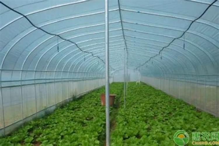 冬日暖棚：科学管理提升蔬菜产量