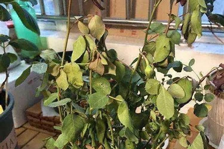 盆栽大量落叶怎么解决？