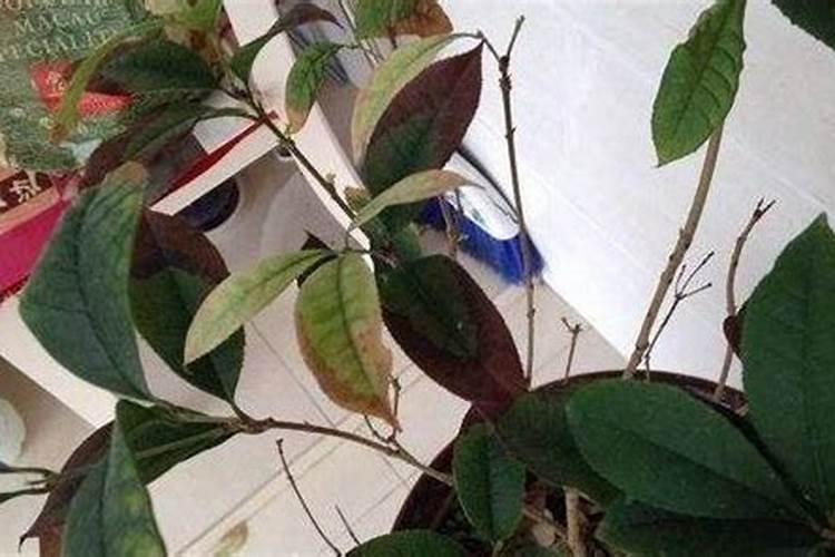 盆栽大量落叶怎么解决？
