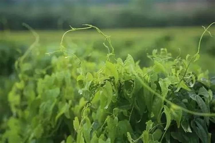 山药田地怎样除草，山药田地除草方法？