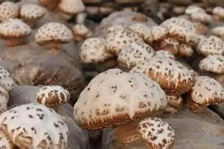 食用菌种植方法，加强病虫害防治？