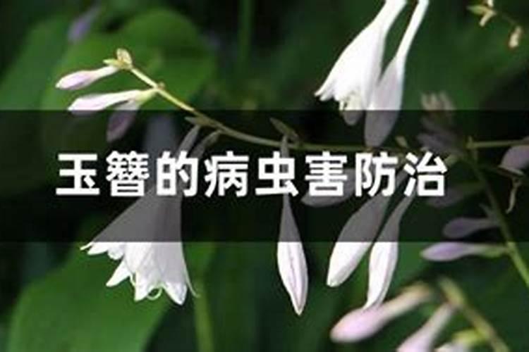 玉簪斑点病的识别与绿色防控策略