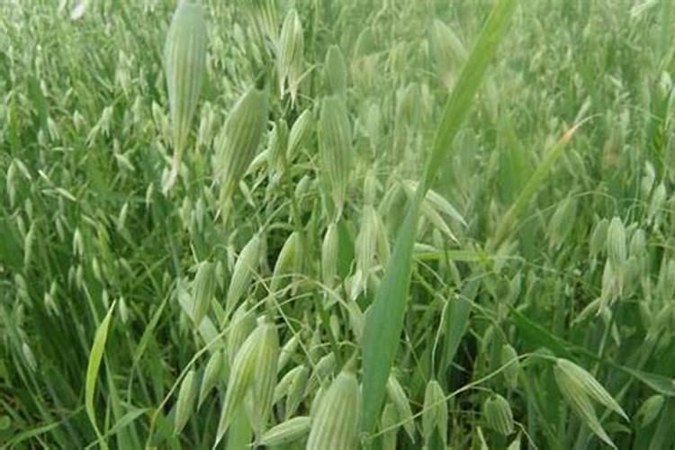 燕麦的绿色奇迹：种植方法全解析？