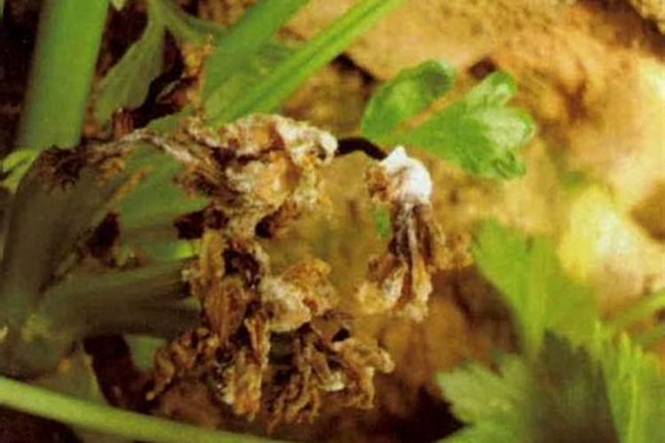 芹菜灰霉病发病条件，芹菜灰霉病发病的原因？