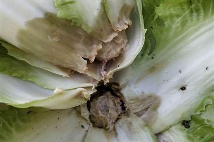 芹菜黑心腐烂的原因有哪些？