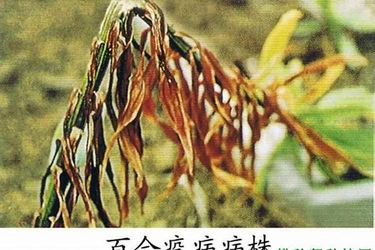 百合疫病全攻略：防治之道，从了解开始