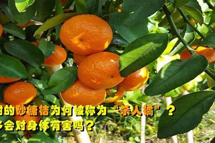 种植沙糖桔对土壤有什么要求？