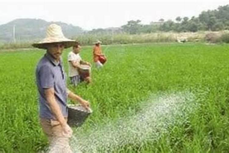 磷肥的施用智慧：植物生长的关键助推器