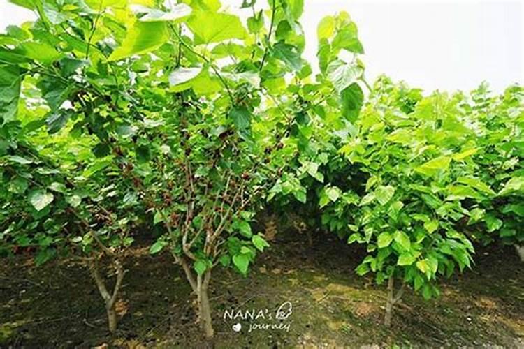 磷肥的施用智慧：植物生长的关键助推器