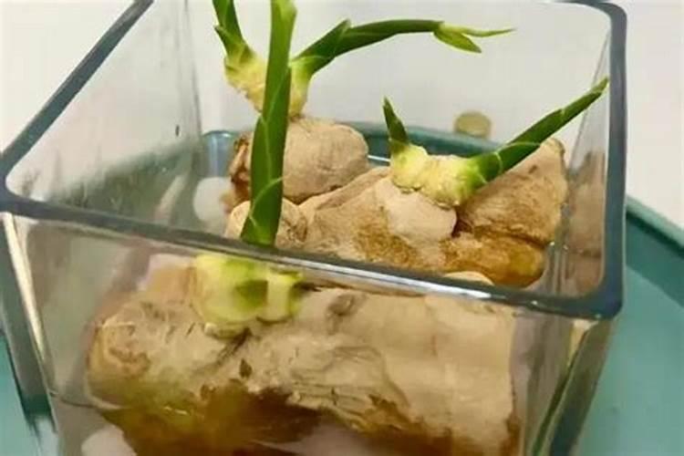 水培姜的神奇之旅：从零开始的家庭种植指南