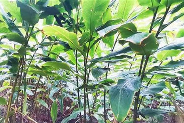 揭秘草果种植的黄金法则：成功栽培的关键条件