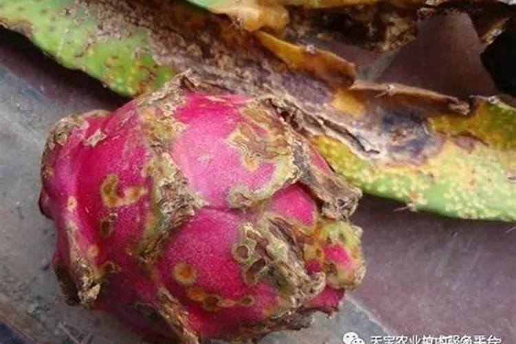 引起火龙果溃疡的八大原因