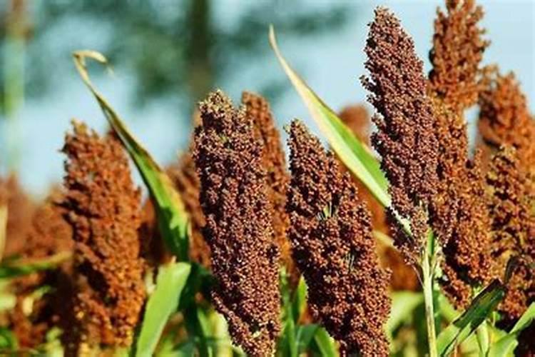 高粱高产秘籍：精细化种植管理策略详解