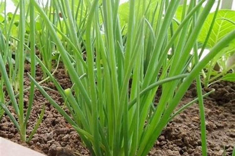 四季小香葱的种植秘籍：一年四季绿指间