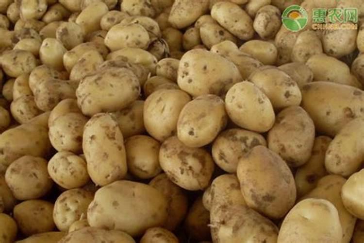洛阳土豆专用肥费用多少钱一斤？
