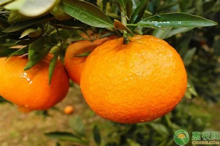 夏季柑橘病虫防治：策略与实践