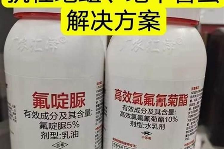 随水灌药：一种科学的韭蛆防治策略