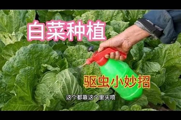 白菜杀虫土方法？