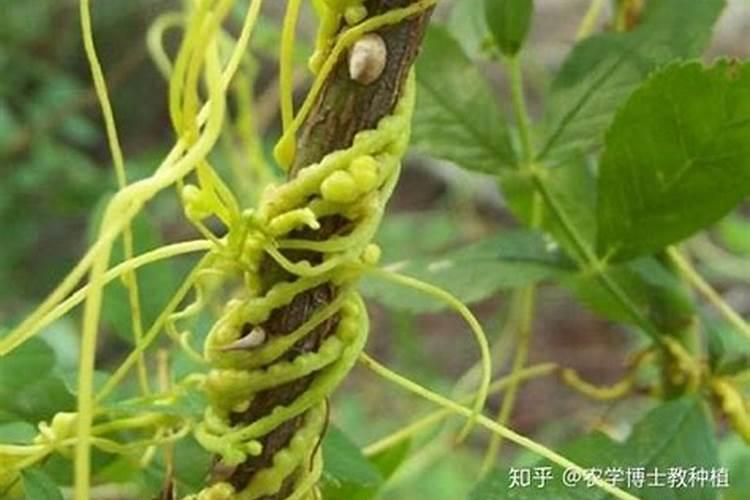 菟丝子的防治：一场与寄生植物的智慧斗争