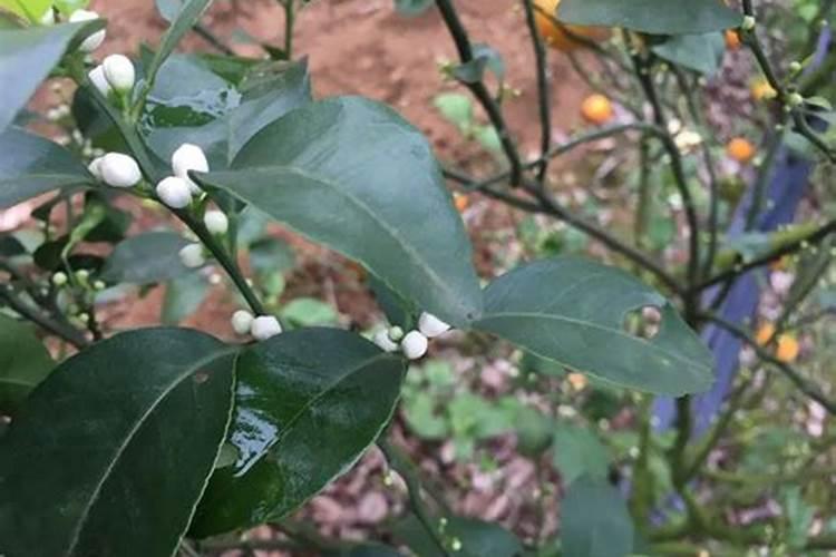 四月果园壮花保果怎么做，促中短的技巧方法？