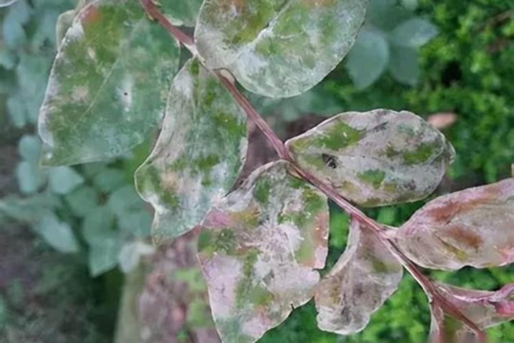紫薇白粉病防治：对症下药，恢复绿意盎然