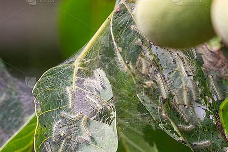 守护绿荫：树上毛毛虫的农药治理策略