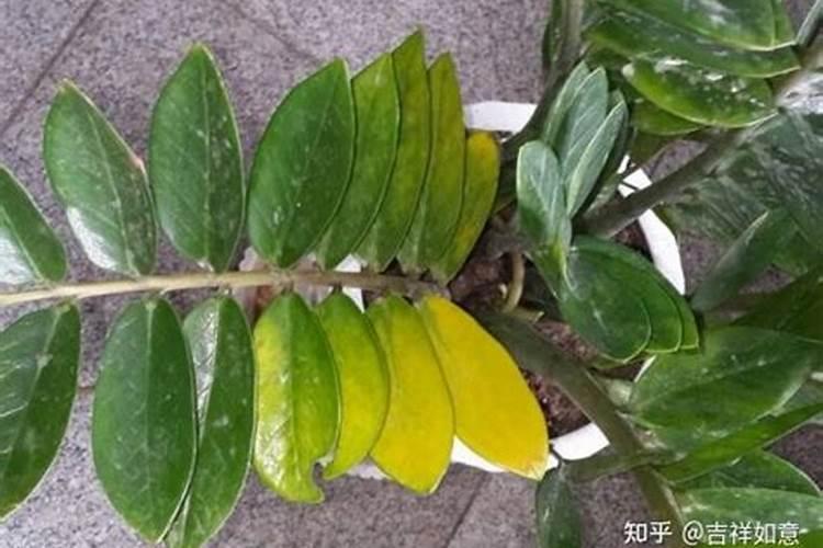 金钱树叶子发黑是什么原因，金钱树叶子发黑怎么办？