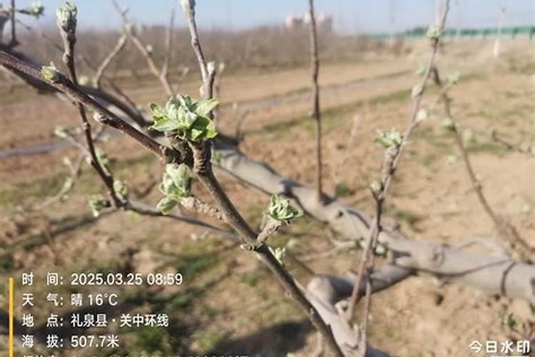 苹果树花蕾期如何巧用药？