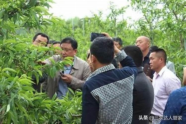 大棚桃膨大期怎么管理？