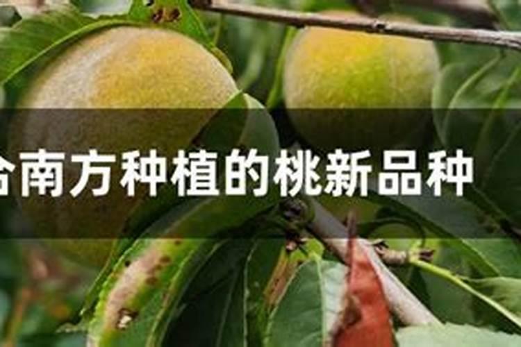 黄桃在南方：种植适宜性与发展前瞻