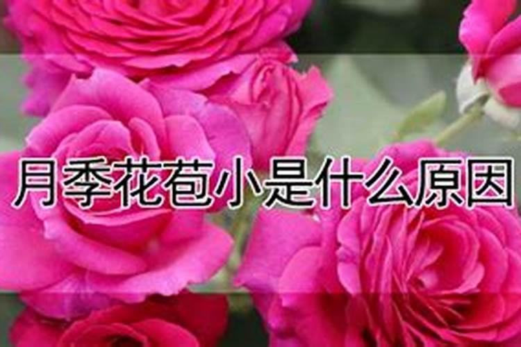 月季花苞小是什么原因？