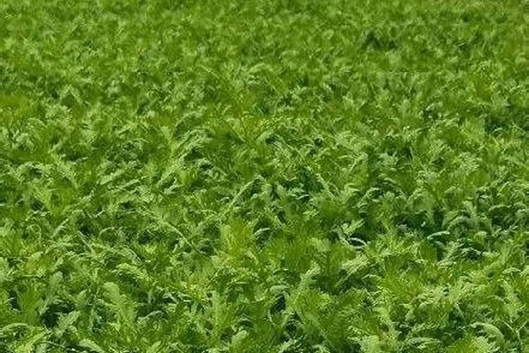 钙肥在土壤有效多久使用？