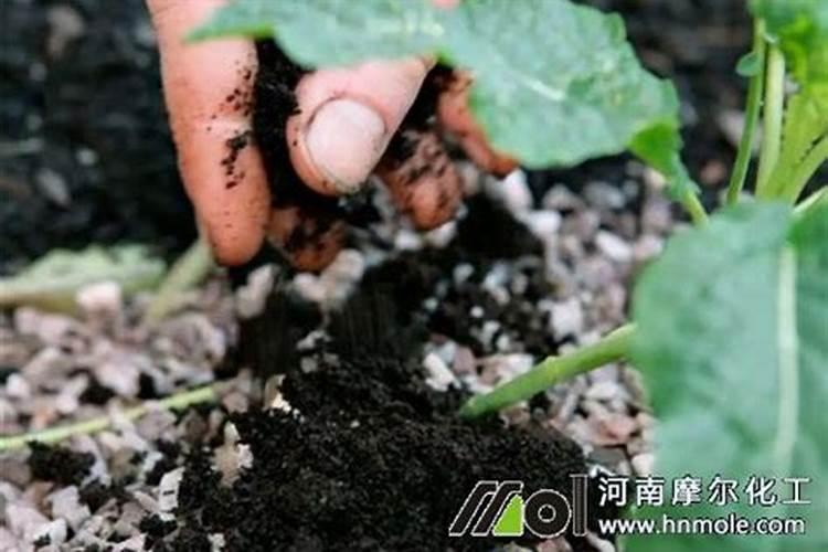 放了草木灰多久能施冲施肥水？