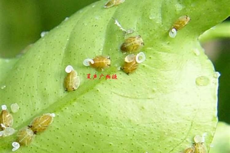 农药防治春梢柑橘木虱有方法？