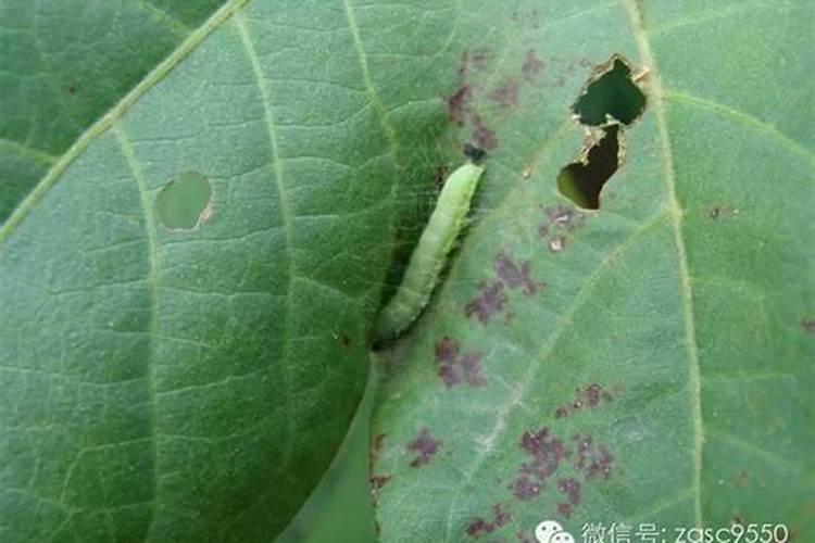 11月份蔬菜主要病虫害的发生及防治