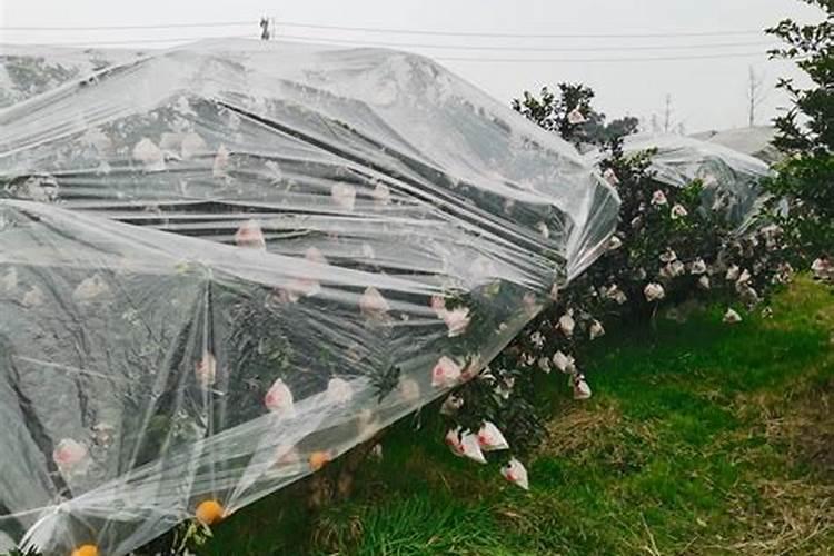 守护果园：策略与实践防止果树药害
