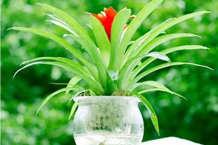 哪些花草需要水培生根肥水？