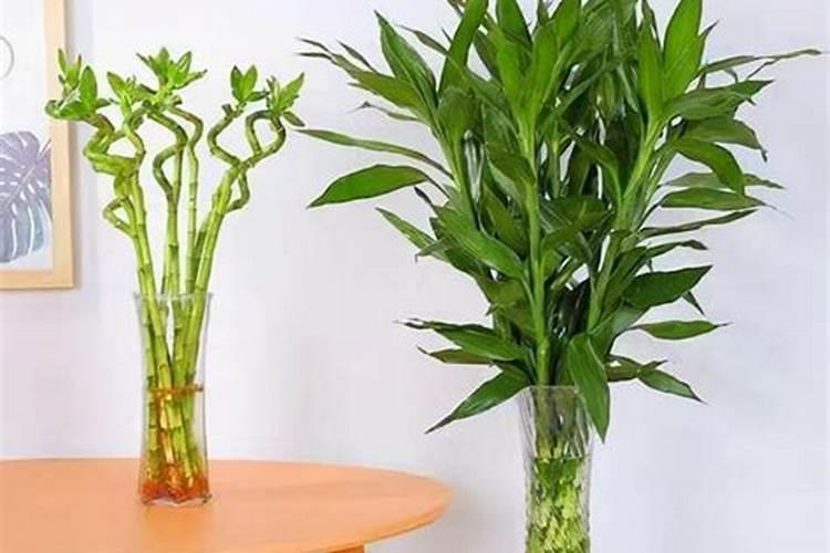 哪些花草需要水培生根肥水？